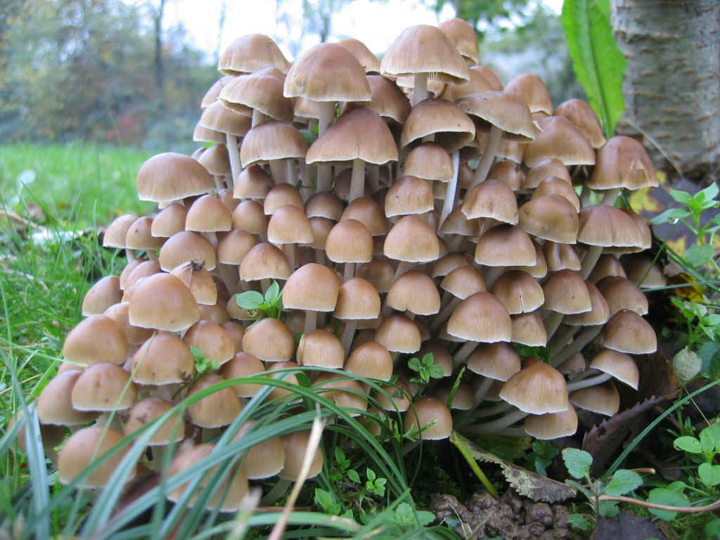 2005 :  Un anno di funghi